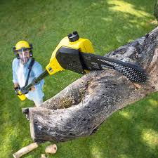 Best Lawn Maintenance Plans  in Linganore, MD