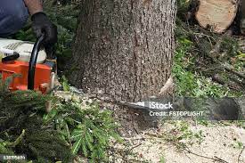 Best Tree Maintenance Programs  in Linganore, MD