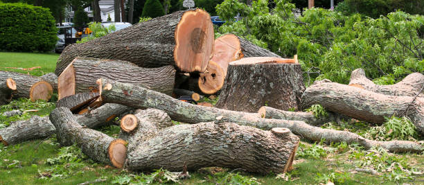 How Our Tree Care Process Works  in  Linganore, MD