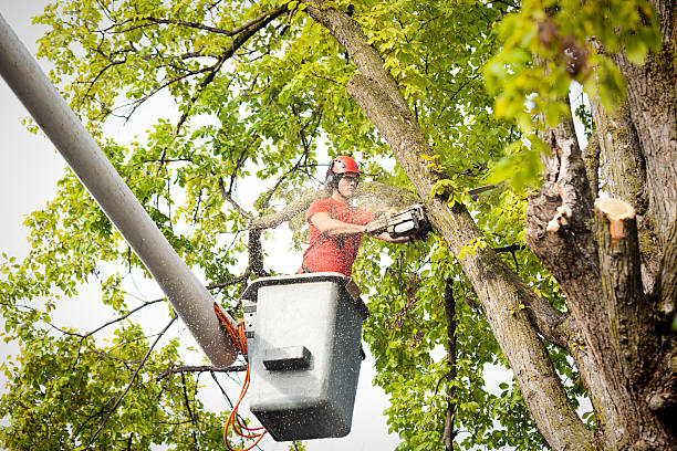 Tree and Shrub Care in Linganore, MD